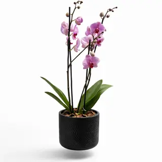 Orquídea Rosa Premium en Maceta Negra