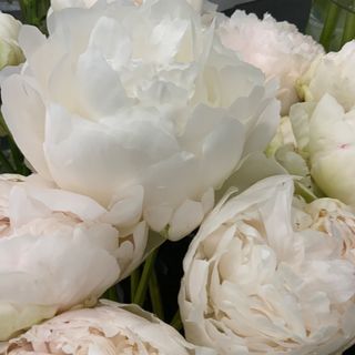 Peonías Blancas (5 Tallos)