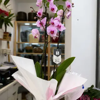 Orquídea Rosa Fresca