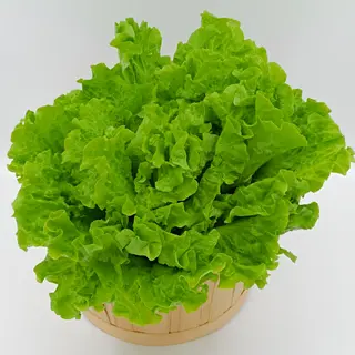 Lechuga Batavia Unidad
