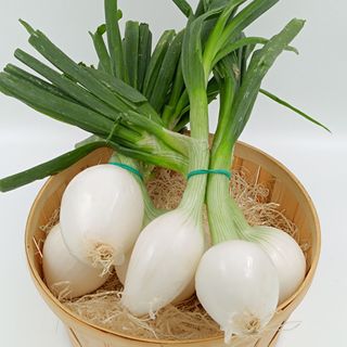 Cebolletas Blancas Manojo