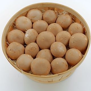 Champiñón Portobello (Aprox. 500 Gr.)