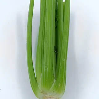 Apio (Aprox. 500 Kg.)