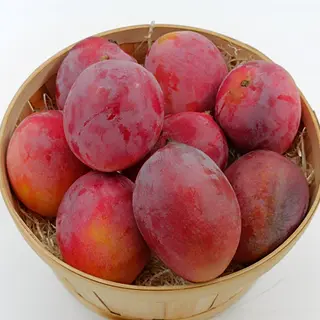 MANGO KENT MADURADO EN PLANTA. UNIDAD (525 GR UD APROX.)