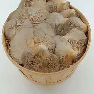 SETA DE OSTRA (Aprox. 500 gr)
