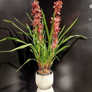 Orquídea Cymbidium