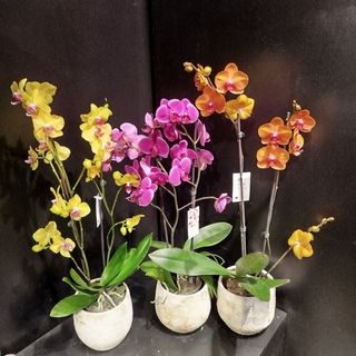 Orquídeas Colores Varios