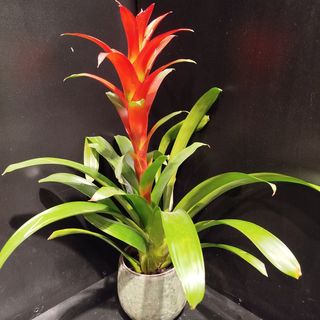 Planta Guzmania
