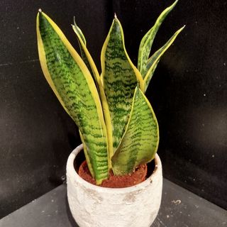 Planta Sansevieria