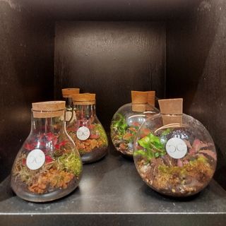 Terrario