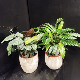 Calatheas