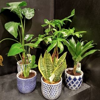 Plantas de interior