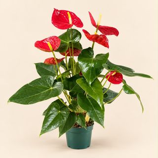 Planta de anthurium y caja 