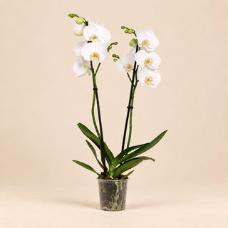 Orquídea ( Phalaenopsis ) blanca