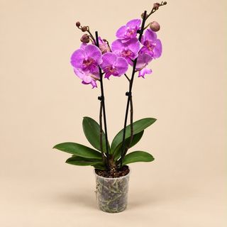 Orquídea ( Phalaenopsis ) rosa