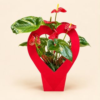 Anthurium con caja 