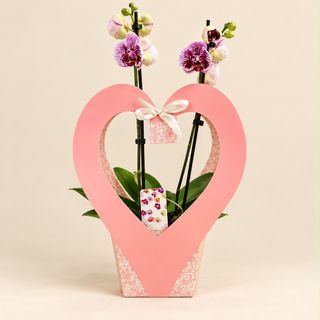 Orquídea ( Phalaenopsis ) con caja 