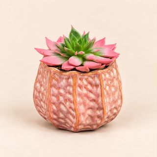 Cactus con maceta