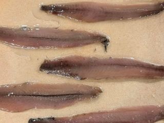 ANCHOAS DEL CANTABRICO