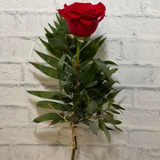 Rosa roja