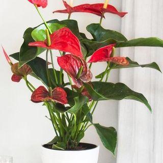 ANTHURIUM