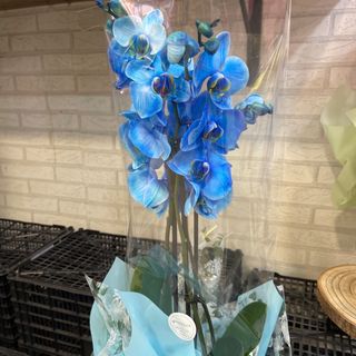 ORQUIDEA AZUL