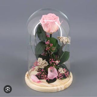 CÚPULA ROSA ETERNA ROSA