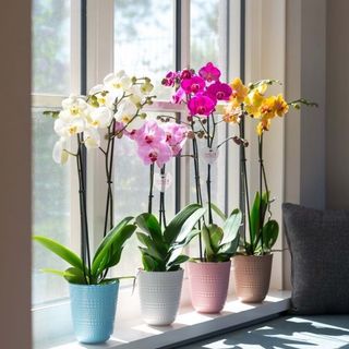ORQUIDEA