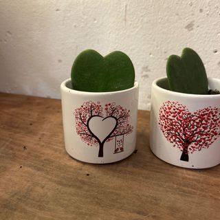 CACTUS CORAZON EN MACETERO