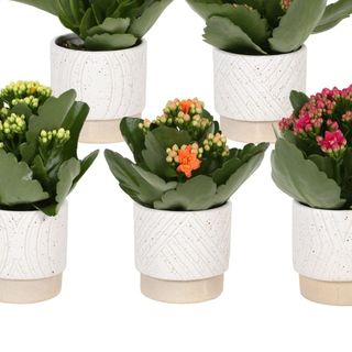 kalanchoe