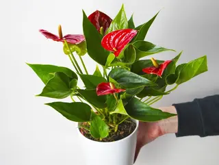 Anthurium Rojo