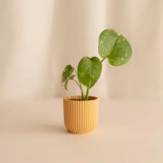Monstera Thai Mini