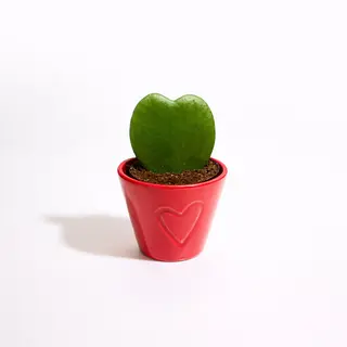 Hoya Kerri. Plantas corazón