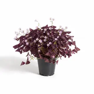 Oxalis Triangularis Morado