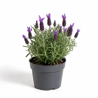Lavanda (variedad Stochea)