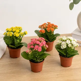 Kalanchoe Mini