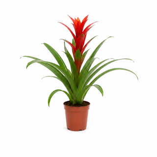 Bromelia