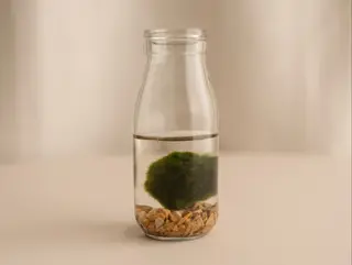 Marimo