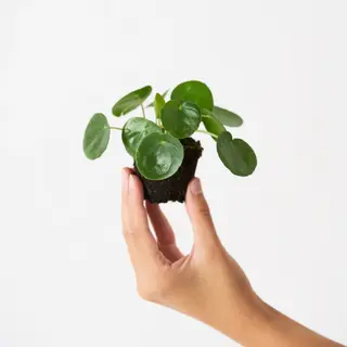 PILEA