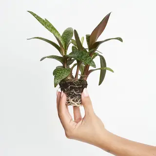 Ledeboura Socialis 'Pata de Jirafa'