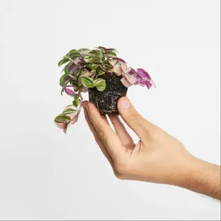 Tradescantia Pink Panther