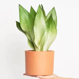Sansivieria Moonshine