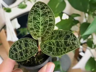 Macodes-Orquidea Joya