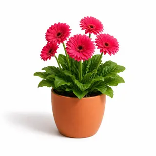 Gerbera