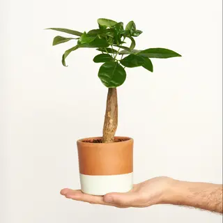 PACHYRA Aquatica