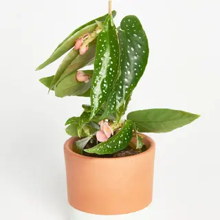 Begonia Maculata Silverspot