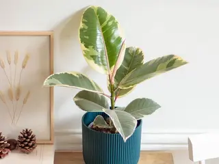 Ficus Tineke