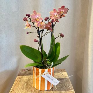 Orquidea