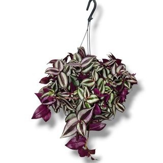 Tradescantia
