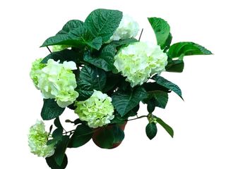 Hortensia Blanca